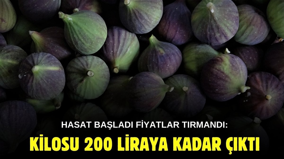 Kara elmasta hasat zamanı! Manavlarda kilosu 200 liraya dayandı: Tok tutuyor, kabızlığa iyi geliyor