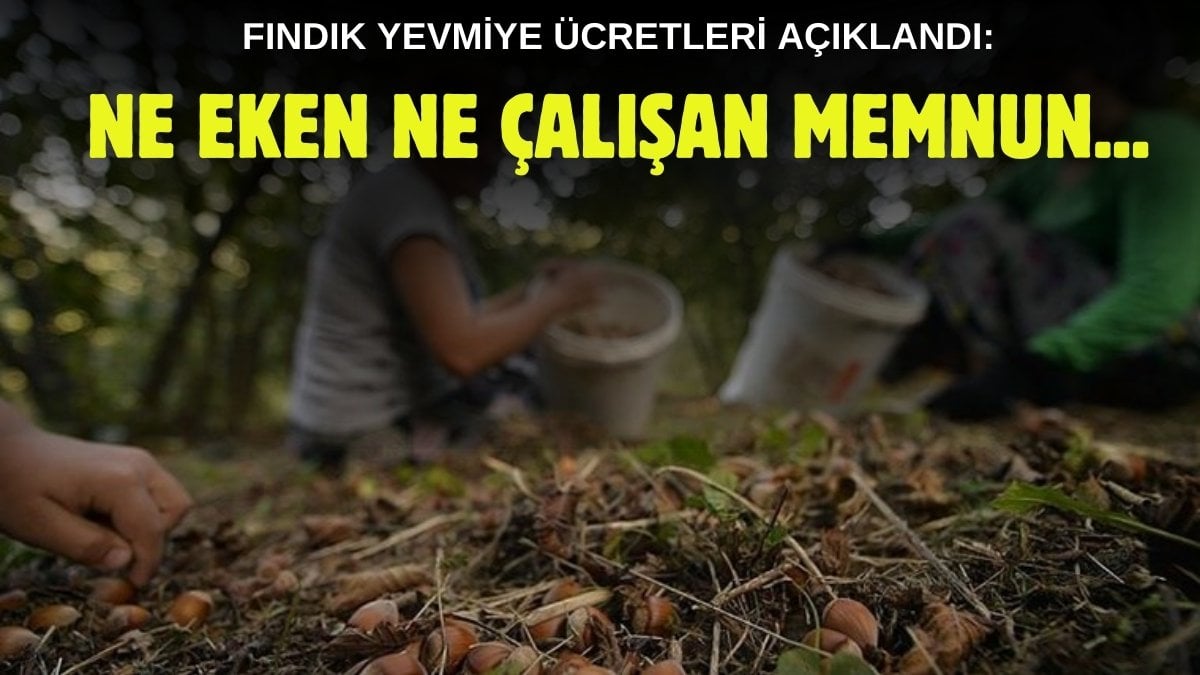 Ne eken memnun ne çalışan! Fındık yevmiye ücretleri açıklandı: Taban fiyat bakın ne kadar oldu?