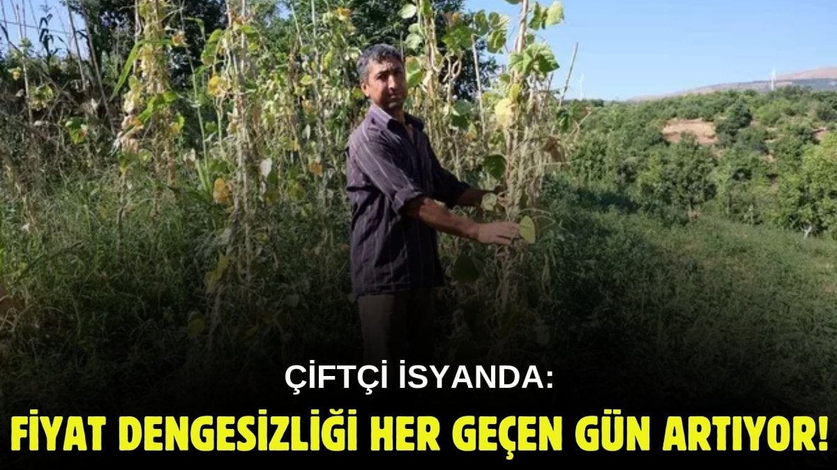 Çok para ediyor diye ekenler yandı! 105 liradan başladı, 15 liraya düştü: Çiftçi şimdi dert yanıyor