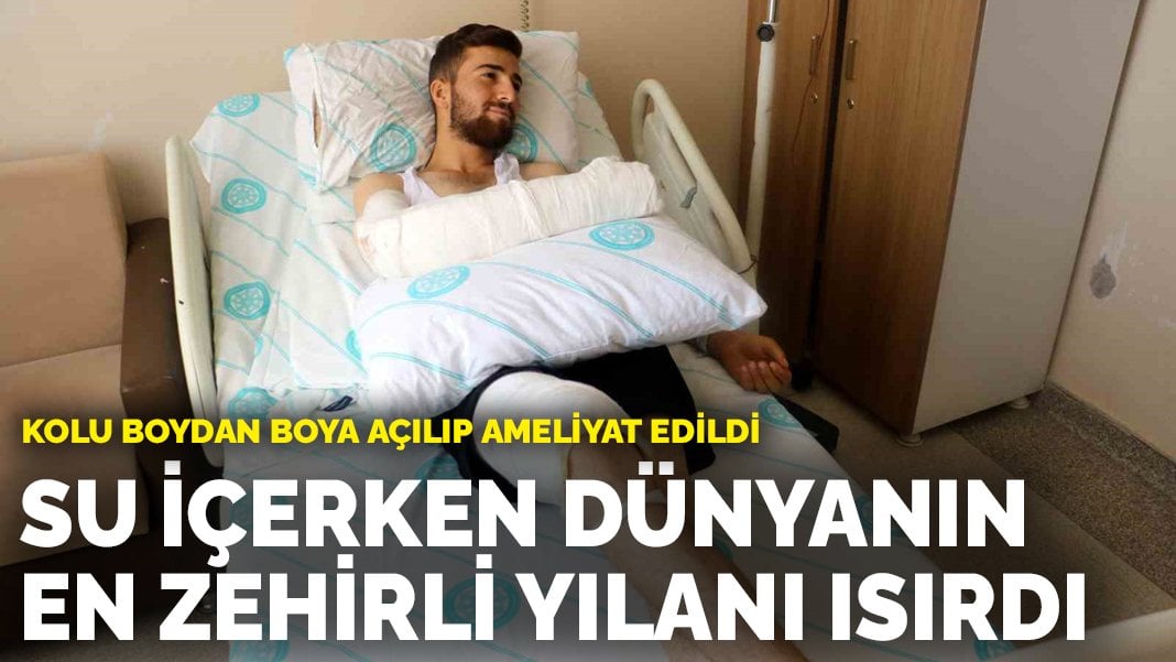 Su içerken dünyanın en zehirli yılanı ısırdı: Kolu boydan boya açılıp ameliyat edildi