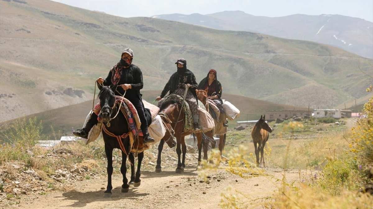 Berivanlar süt sağımında!  Her gün at sırtında kilometreler katediyorlar! Patika yollar, vadiler, dik yamaçlar aşıyorlar