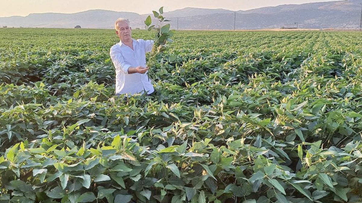 Bu bitki resmen altın yumurtluyor! Zenginliğin anahtarı bulundu, eken paraya para demiyor