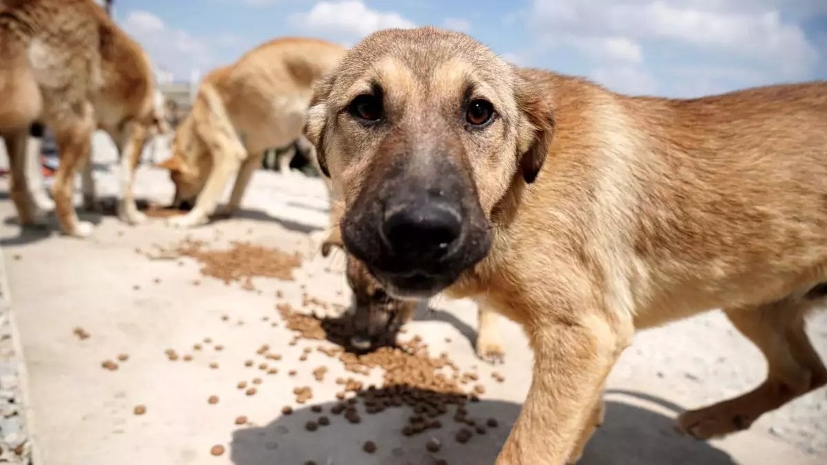 Kedi-köpek sahiplenenlere mama desteği geliyor! Binlerce patili dostuna müjde, belediye duyurdu