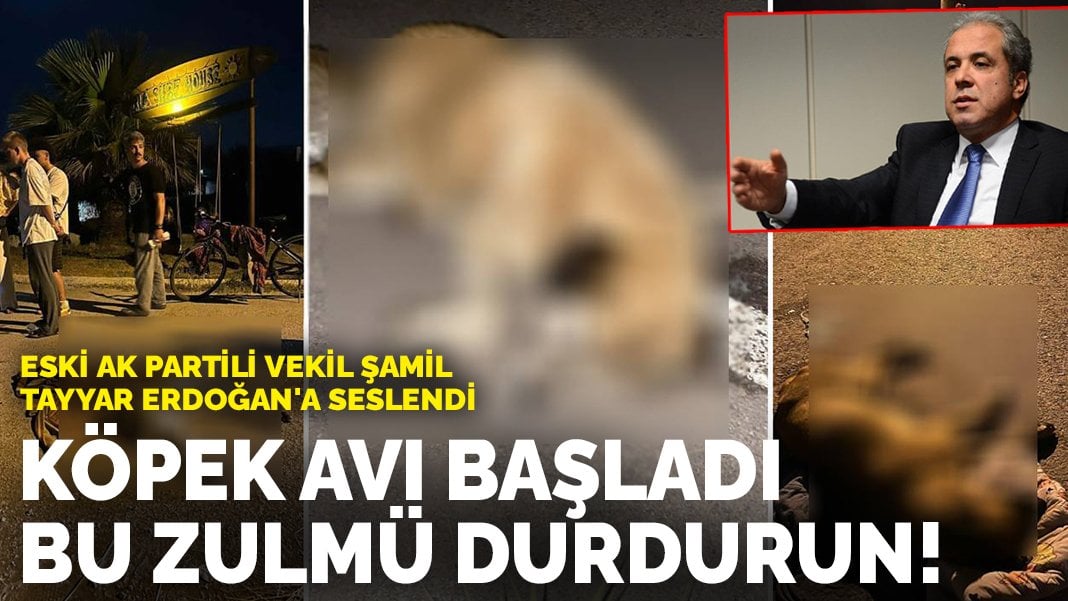 Eski AK Partili vekil Erdoğan’a seslendi: Köpek avı başladı, bu zulmü durdurun!