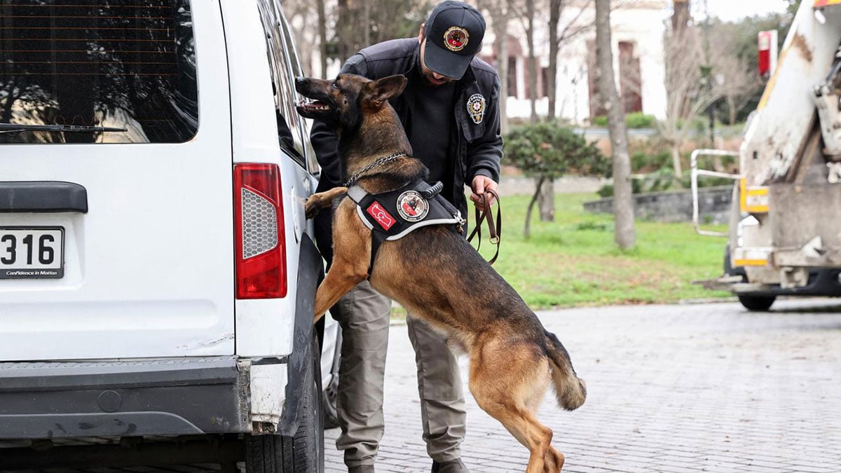 Uyuşturucu satıcıları, narkotik köpeklerini böyle kandırıyormuş! Akıl almaz taktik ifşa oldu