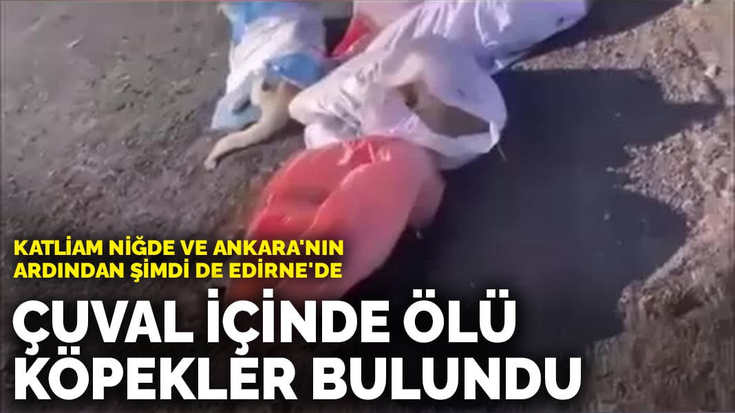 Niğde ve Ankara’nın ardından şimdi de Edirne: Çuval içinde ölü köpekler bulundu