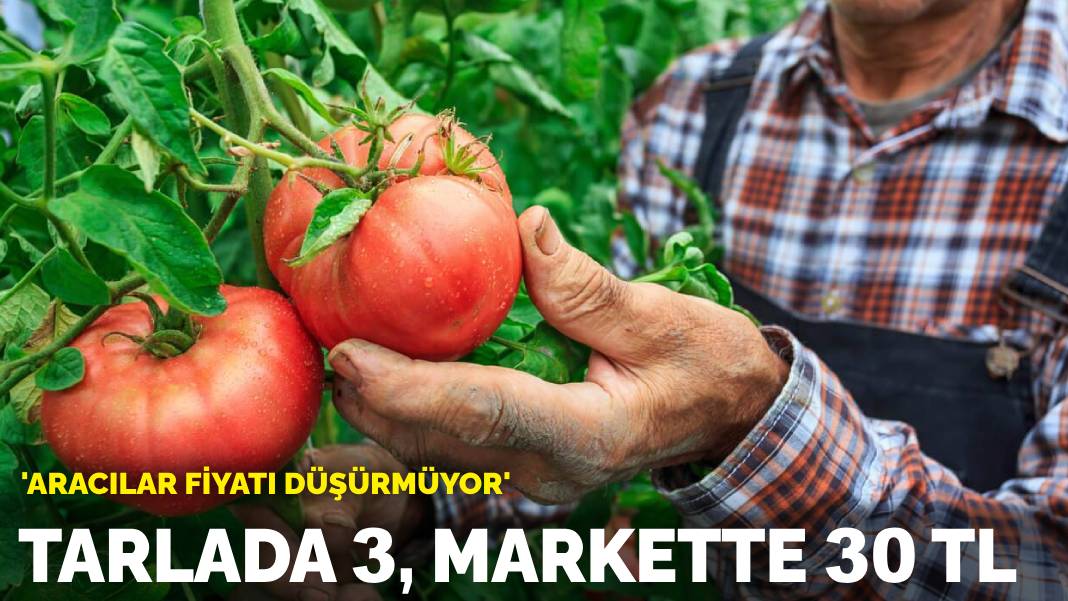 Domates tarlada 3, markette 30 TL!