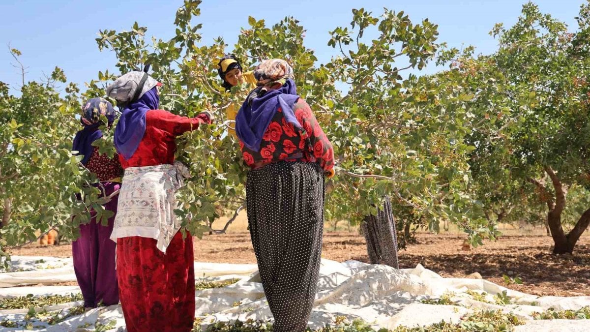 O ilimiz Gaziantep’e rakip oldu! Dönüm başına 150 kilo verim: Bu sene hasat iyi başladı