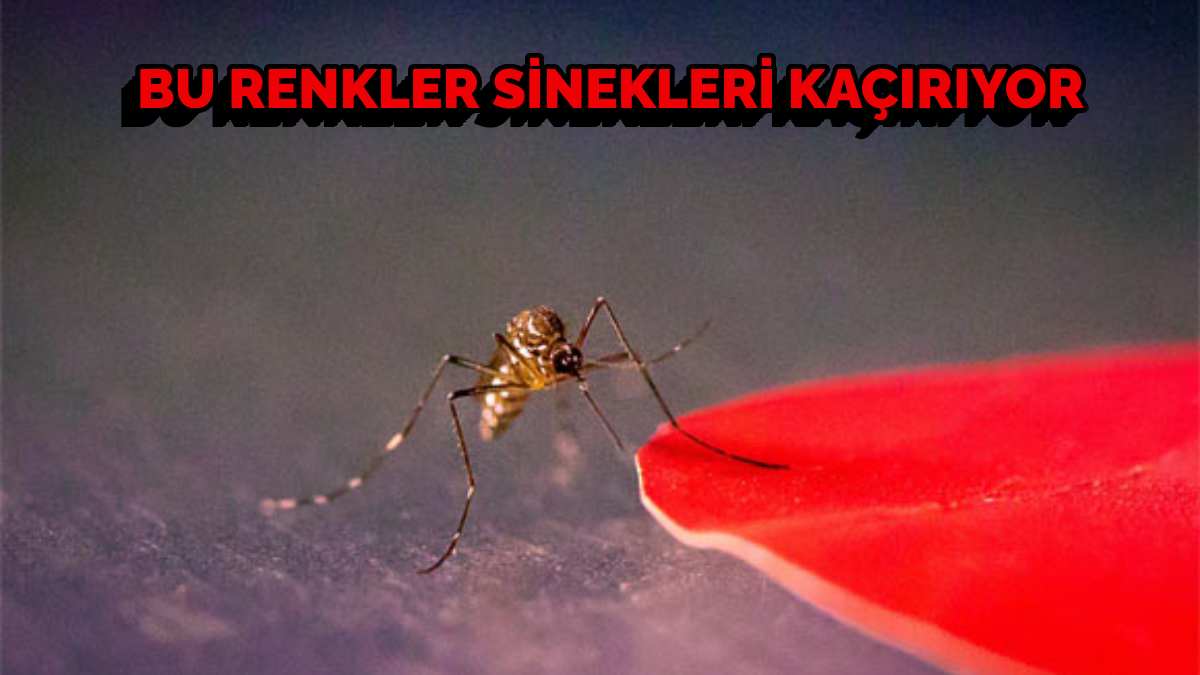 Bunu gören sinekler fellik fellik kaçıyor! Sinekleri korkutan renkler belli oldu! Herkes bu renk giyinecek