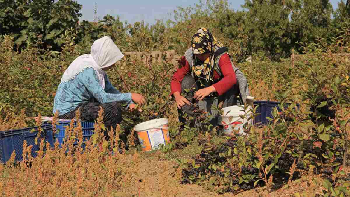 Eksi 32 derece soğuğa bile dayanıyor! Süper meyvede hasat zamanı: Faydası saymakla bitmiyor