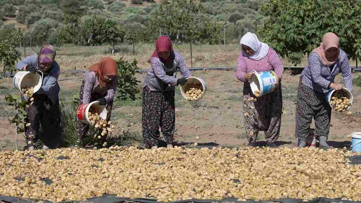 Dalında kendiliğinden  kuruyor altın gibi parlıyor! İşçiler inci toplar gibi topluyor dünyanın her noktasına gönderiliyor