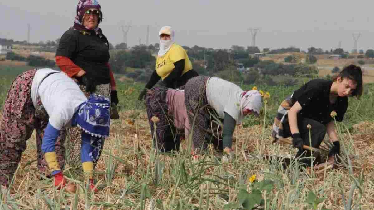 8 saat boyunca tek tek toplanıyor! Eldivensiz kimse elini süremiyor: Dikeni bile insana fayda saçıyor