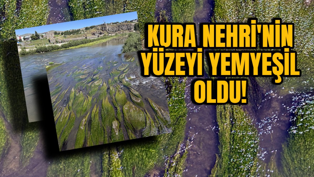 Kura Nehri’nde korkutan değişim! Yüzeyi yemyeşil oldu! Balıklar su yüzeyine çıktı