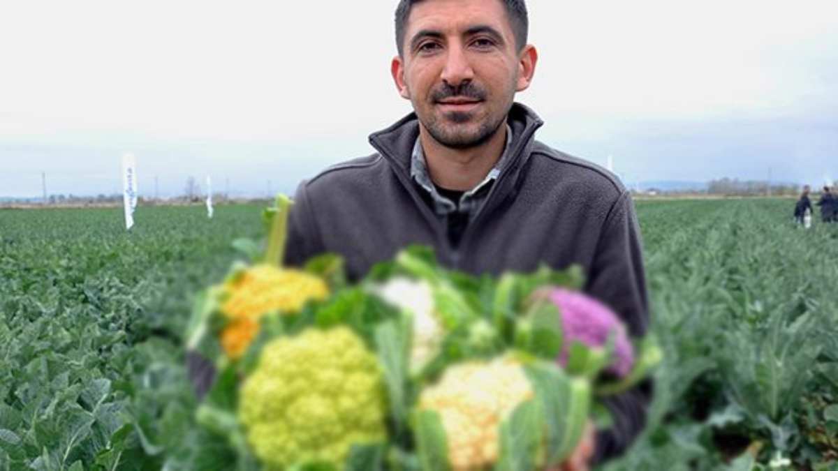 Bafra Ovası’nın verimli lezzeti! Hasat sonrası servet kazandırıyor! 3 renk gören şaşıp kalıyor