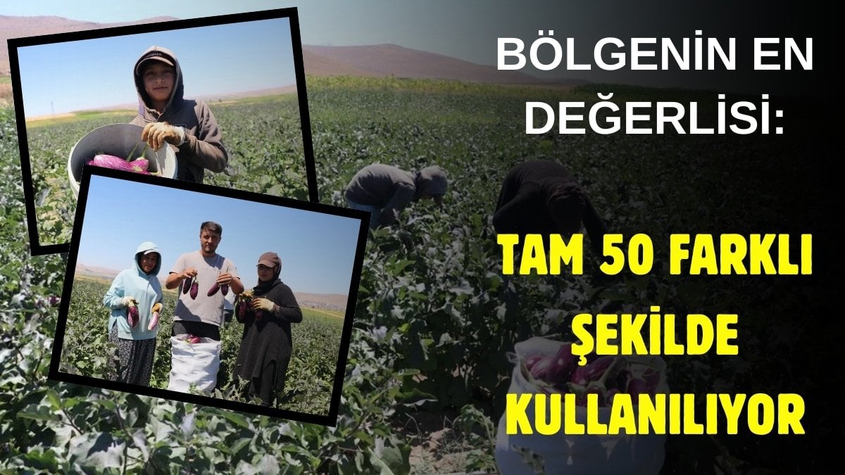 Coğrafi işaretli sebzede hasat zamanı! İçinde çekirdek bulunmuyor, 50 şekilde kullanılıyor: Önemli gelir kaynağı