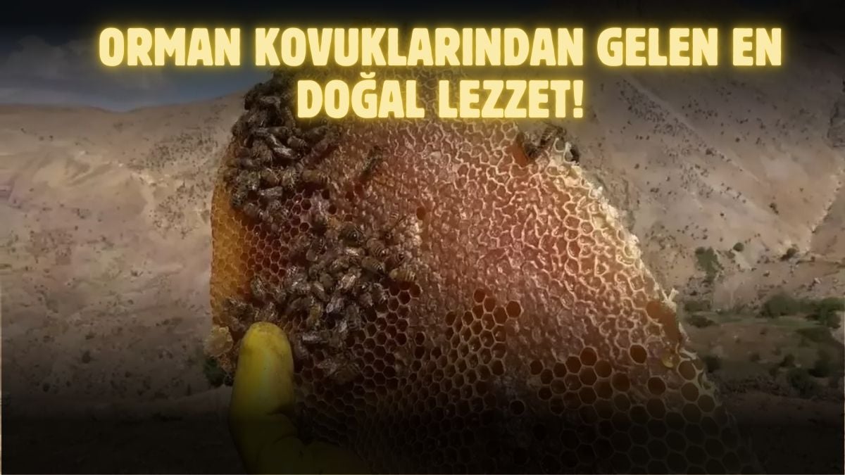 Kimsenin olmadığı ormanlarda üretiliyor, kilosu 8 Bin TL’ye satılıyor! Bin bir derde deva: Bölgedekilerin altın kaynağı