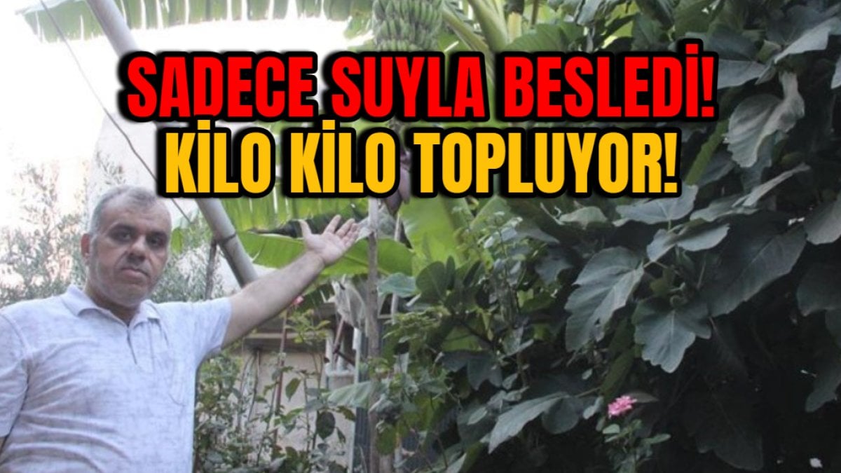 Toprağın verimini göstermek için ağacı dikti! Sadece suyla besledi: Kilosu 100 lirayı buluyor, bir ağaçtan 20 kilo topladı