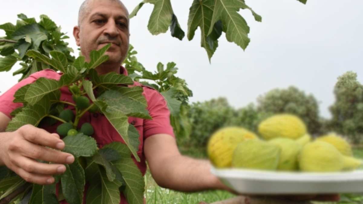 Tarım ambarında erken hasat! Üretici altın çağını yaşıyor, kilosu 100 TL’yi buluyor! Ürünler tezgaha çıktı, kapış kapış sattı