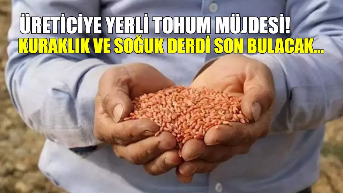 Yerli tohum müjdesi! Çiftçilerin kuraklık ve soğuk derdi kalmayacak: Şükürler olsun