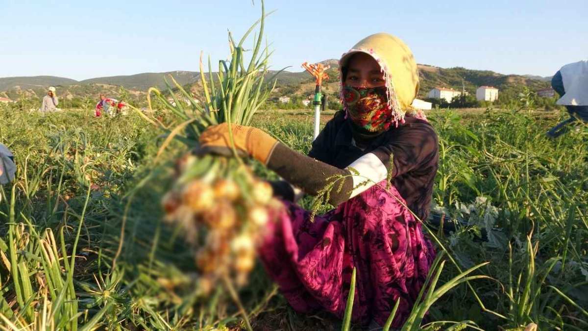 Kapanın elinde kalıyor, her yemekte bulunuyor! Tarlada 4, Pazarda 12 TL’den satılıyor! Hasadı başladı stoklar doldu taştı