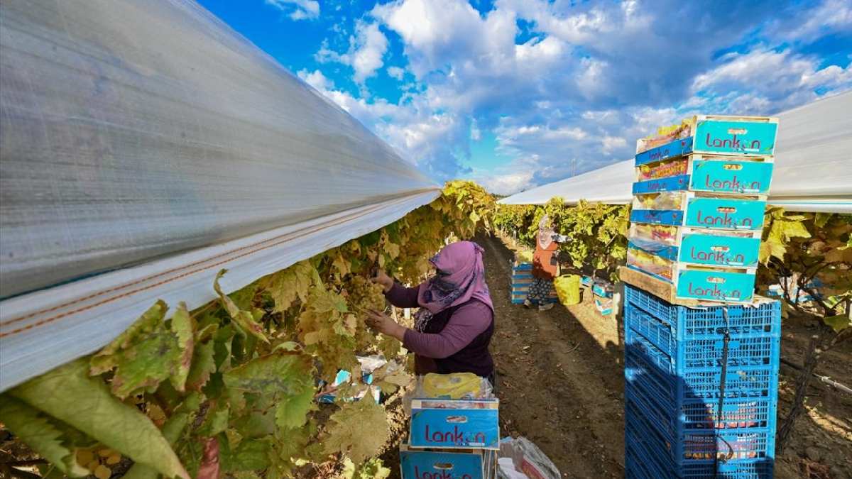 Manisa’da yetişiyor, erken hasadı üreticinin derdi oluyor! Bu yöntemi uygulayan daha çok kazanıyor