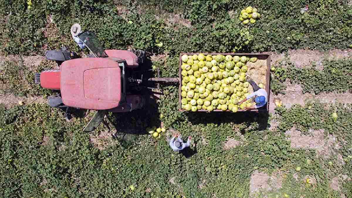 Lezzetinin kaynağı tuzlu toprakta saklı! Raf ömrü uzun satış çok: Günde 300 ton sevkiyatla tarlada tozu bile kalmıyor