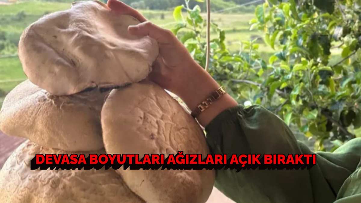 Yağmur sonrası çıkıyor, dev boyutlara ulaşıyor! Bu yıl bolluk yaşandı, gurbetçiler soluğu ormanda aldı