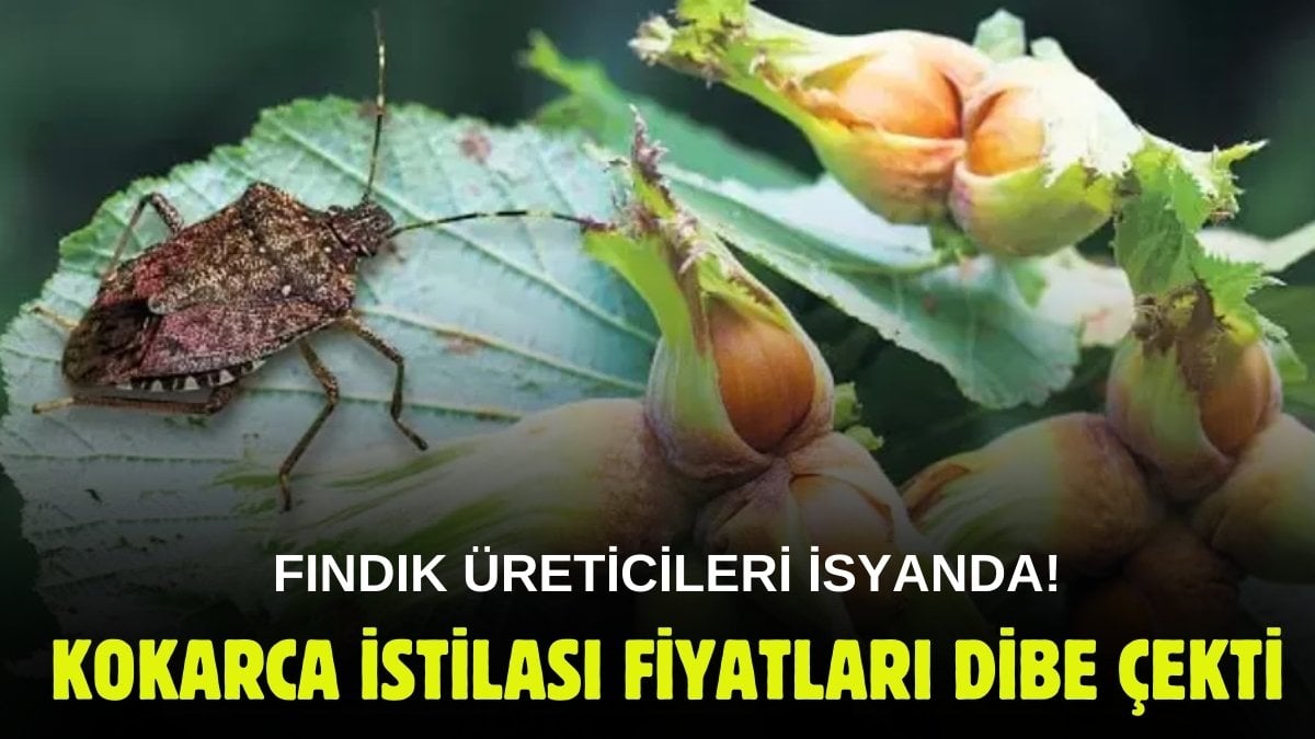 Ordulular fındık fiyatlarını düşürdü! Fındıkta kahverengi kokarca alarmı: Fiyatlar resmen çakıldı