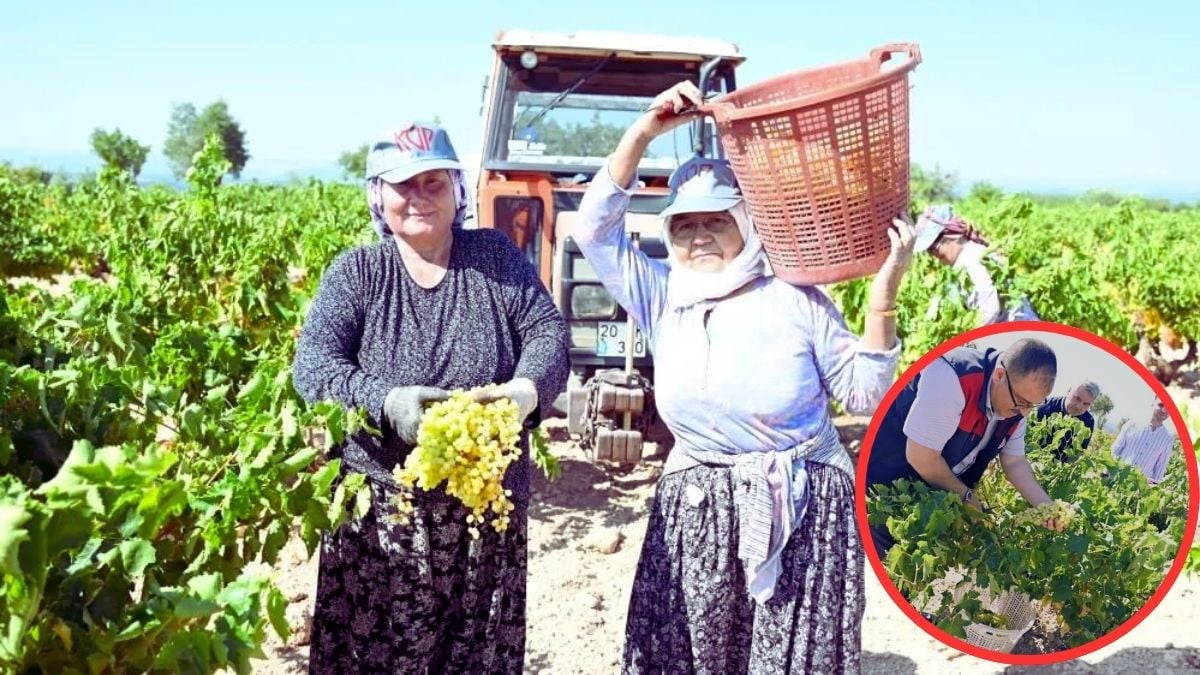 Susuz yetişiyor, aromasıyla 81 ile nam salıyor! Üretici daldan dala atlayıp topluyor: Getirisi koca mahalleye yetiyor