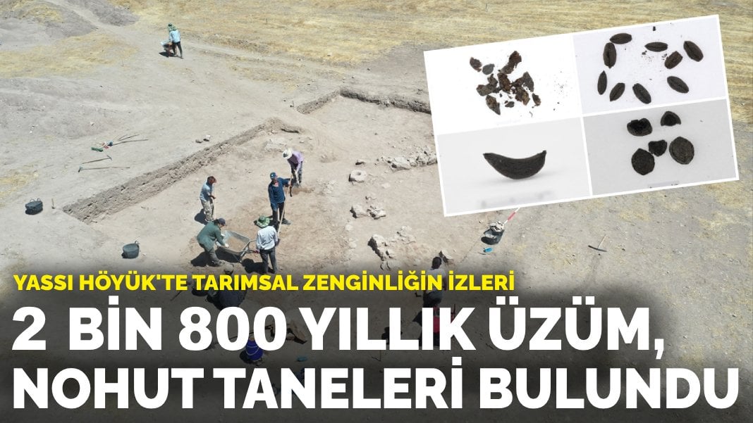 Yassı Höyük’te tarımsal zenginliğin izleri: 2 bin 800 yıllık nohut, buğday, üzüm ve sarımsak taneleri bulundu