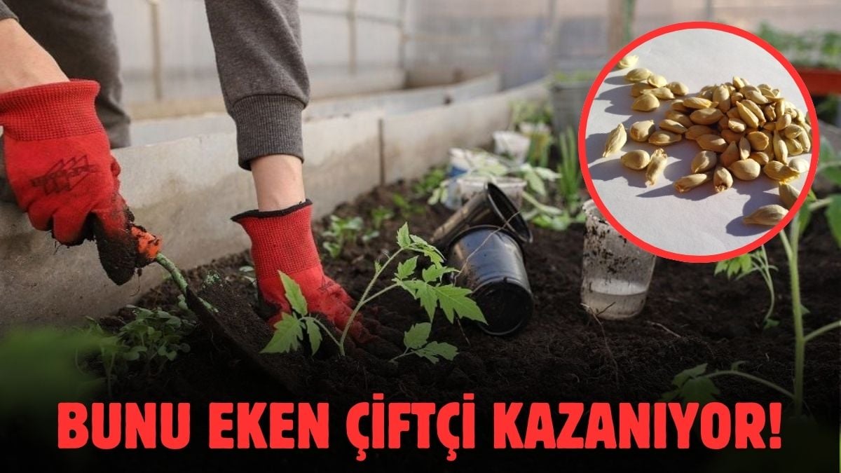 Hem çeşidi hem geliri çok! Bahçesine eken paraya para demiyor: Kazancı zeytin ve fındığı bile solladı