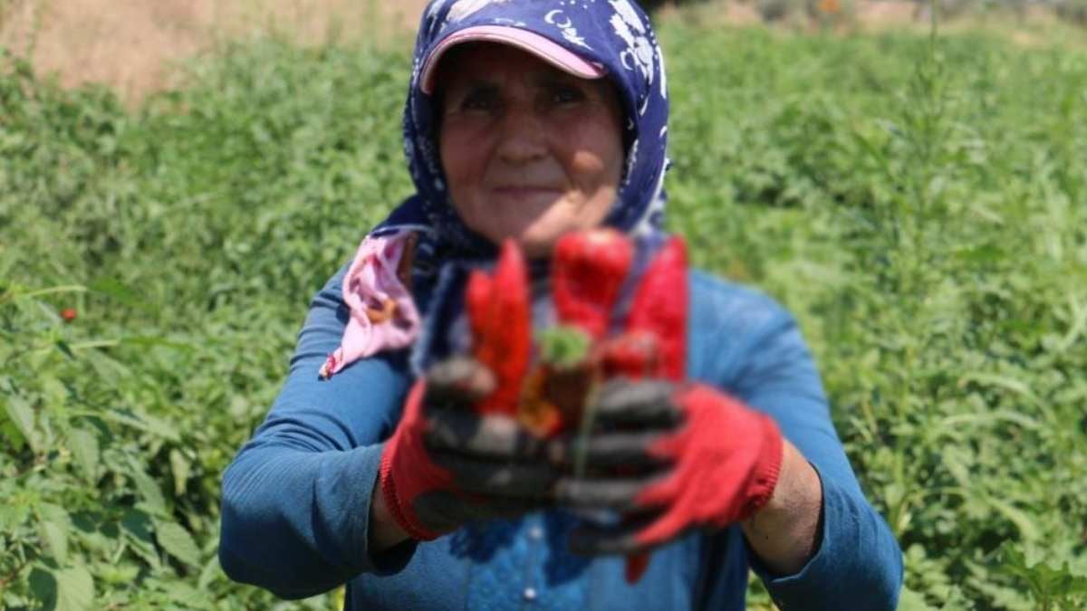 38 derecede hem ürünler kızarıyor, hem işçiler! Pazar yüzü görmeye fırsatı olmadan tarlada dibi görünüyor!