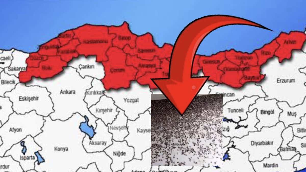 Gürcistan’dan Karadeniz’e sıçradı, 300 türe zarar veriyor! Samsun, Ordu, Rize… Kış gelmeden acil önlem alınmalı