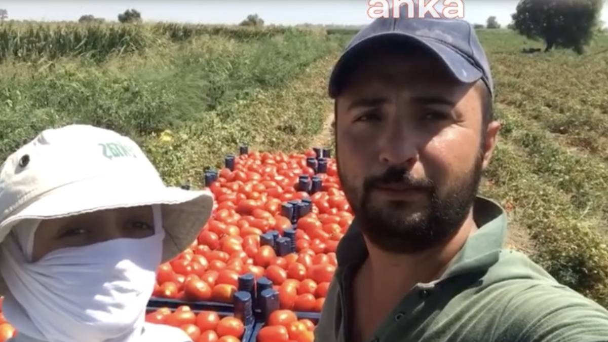 Bursa çiftçisine Beyoğlu Belediyesi’nden destek: Üreticinin elinde kalan 25 bin ton domates ücretsiz dağıtıldı