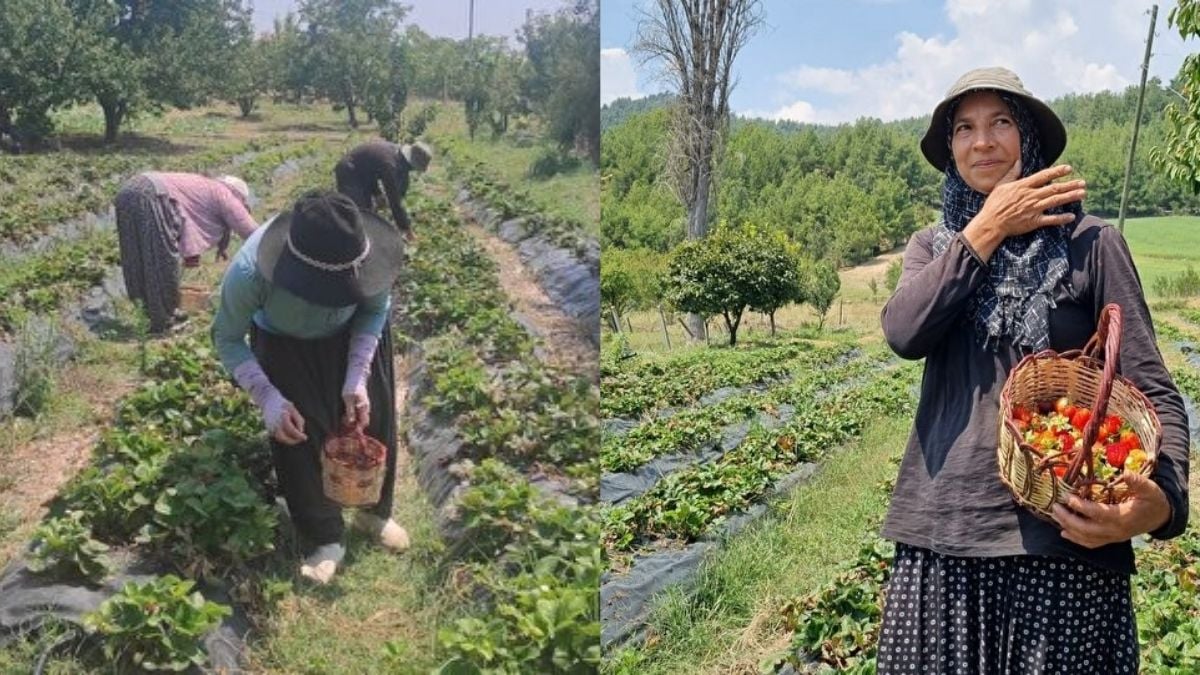 Devlet desteğiyle başladı sosyal medyayla büyüttü! 1200 rakımda bitmeyen hasat: Almak isteyen bahçesine kadar geliyor