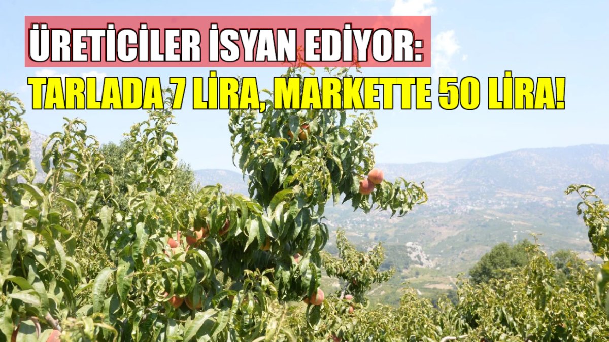 Çiftçiler ağaçları tek tek söküyor! Tarlada 7 markette 50 lira…Tarım Kredi Kooperatifi o meyveleri almıyor