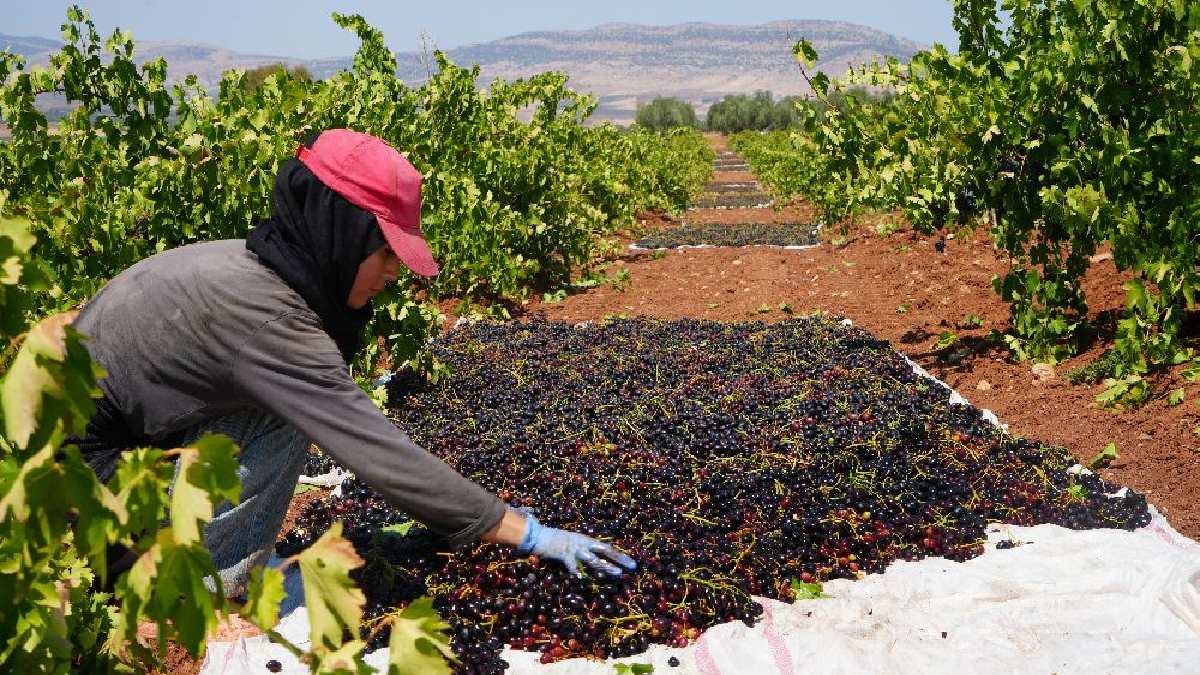 42 derecede Horoz Karası avı başladı! Gün aydınlanınca yola düşüyorlar, tek tek elleriyle topluyorlar