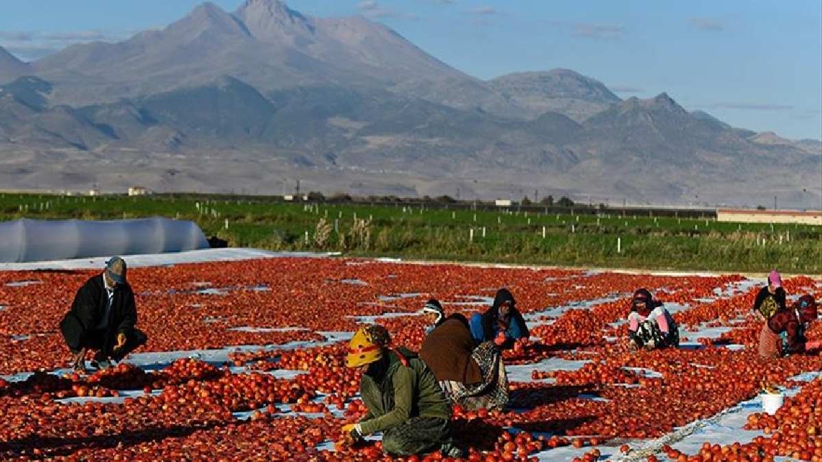 Erciyes Dağı’nın eteklerinde kırmızı hasat! Gece -gündüz  tatlandırıyor, Almanya, Amerika, İtalya kapışıyor!