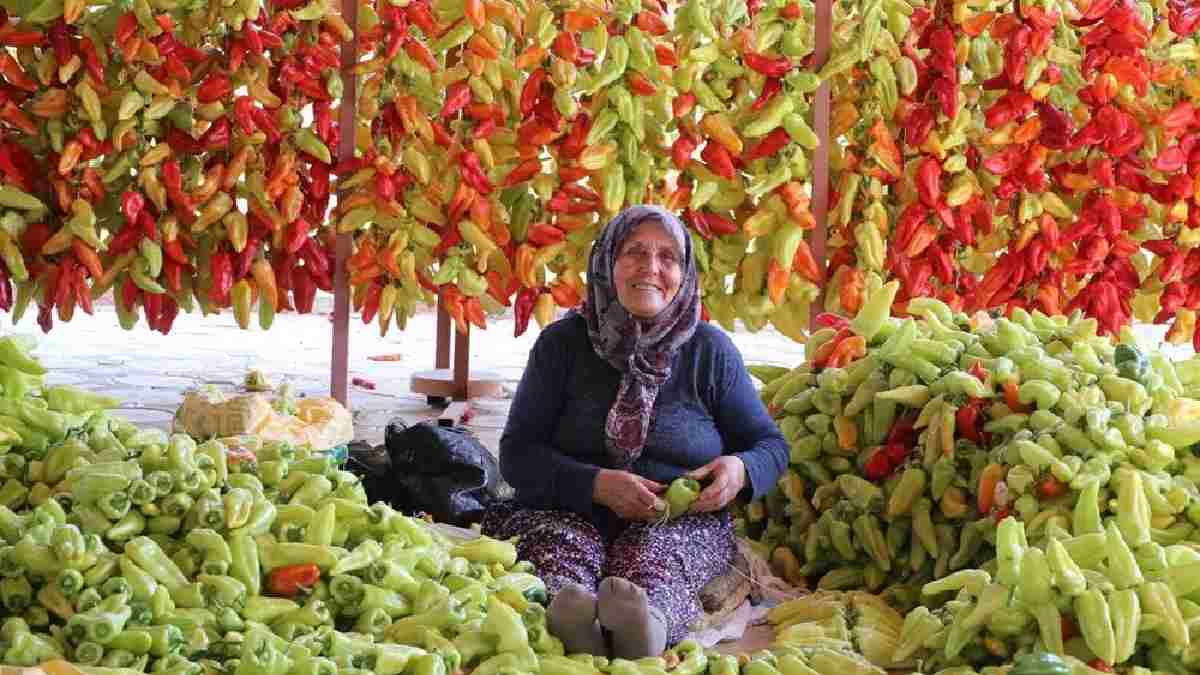 Nisanda ekiliyor Haziranda toplanıp iplere asılıyor! 1.5 ayda 20 ton dizim: Yerliler kışlık yaparken turistler ölümsüzleştiriyor