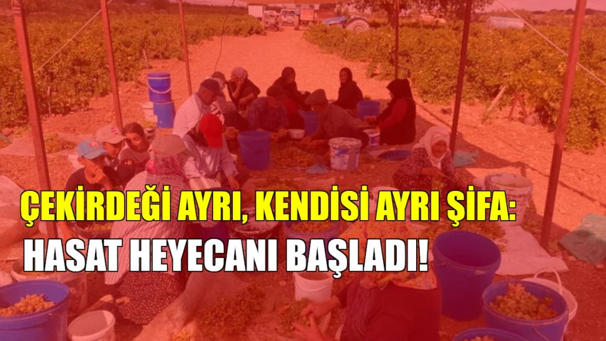 Çekirdeği ayrı yağı ayrı faydalı! Çekirdeği kozmetik, kendisi şifa oluyor: Hasat sonrası telaş başladı