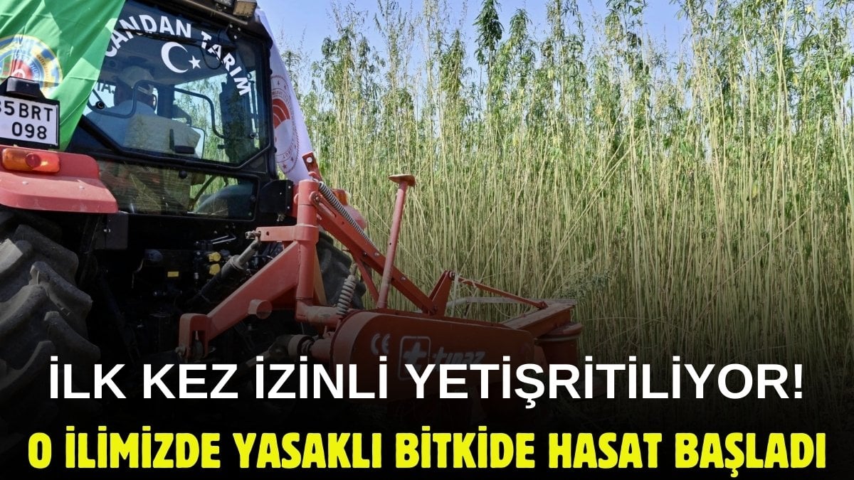 Yasaklı ürün ilk kez o ilimizde ekildi! Yeşil altında ilk hasat: Lif ve tohum amacıyla üretiliyor