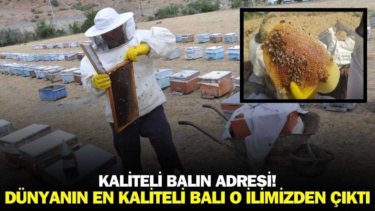 Dünyanın arayıp da bulamadığı bal Türkiye’de o ilimizde yetişiyor! Dünyanın en kaliteli balı seçildi