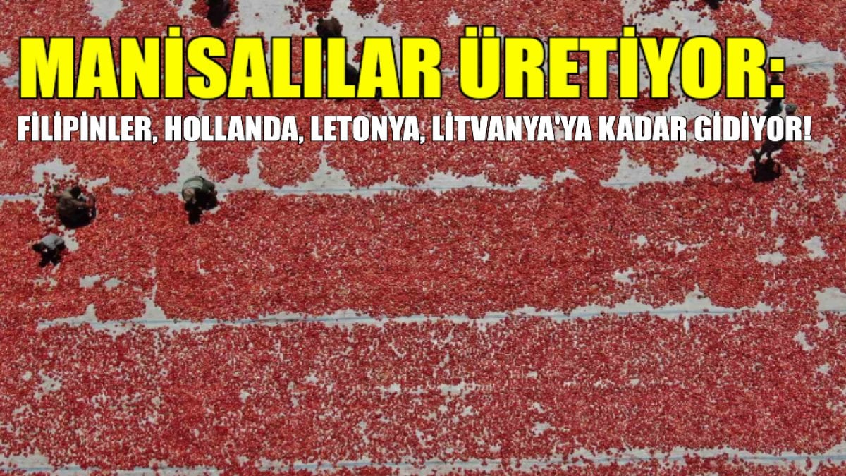 Manisalılar üretiyor, Filipinler, Hollanda, Letonya, Litvanya’ya gidiyor! Bu sene yüksek fiyatlara satılacak