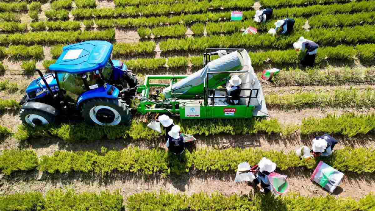 Arpa buğdayı bırakan bunu ekti! Alım garantili tek üretim: Özel makine ile hızlı hasat ediliyor, bahçede dalı bile kalmıyor