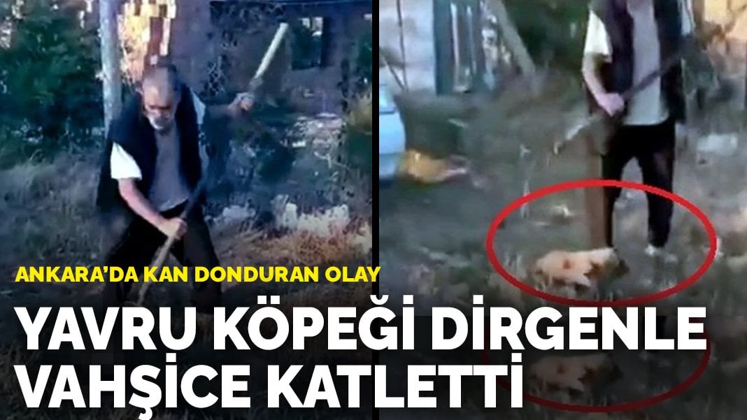 Ankara’da kan donduran olay: Yavru köpeği dirgenle vahşice katletti