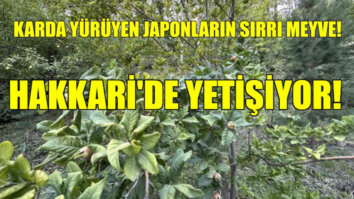 Karda bile terlikle gezen Japonların sırrı bu besinde! Türkiye’de yetişiyor, bağışıklığı uçuruyor