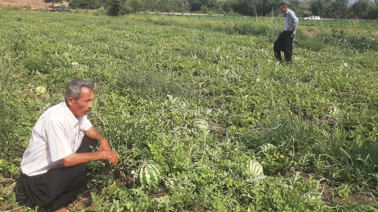 70 Gün Bekleyip Ektiği Karpuzları Toplamaya Gitti: Gördükleri Karşısında Hayatının Şokunu Yaşadı