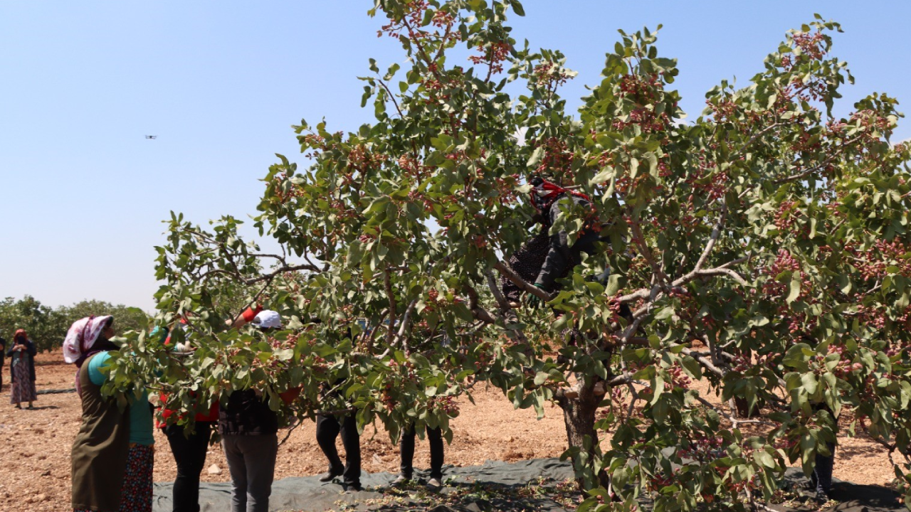 Ağaçların Dalları Bile Taşıyamadı: Rekor Kıran Hasadı Çiftçiler Yerlerden Topladı