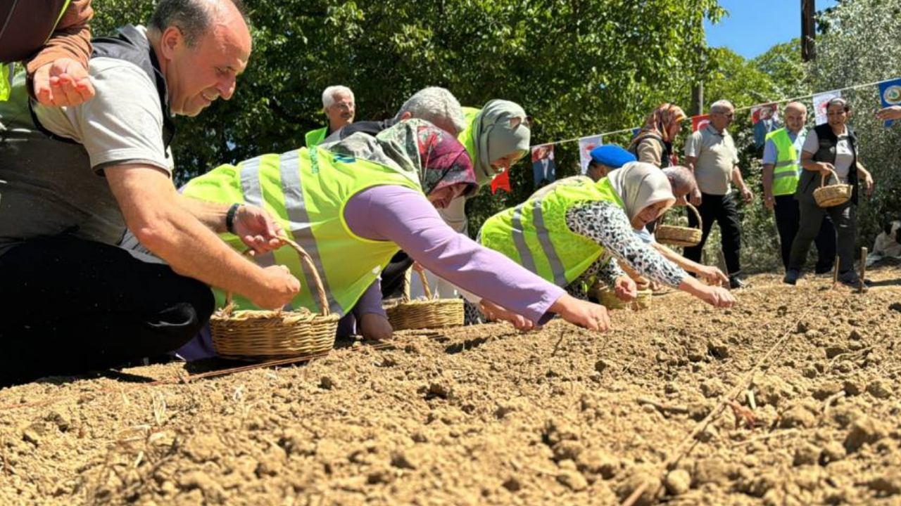 Ağustosta Ekilip Hasadı Ekimde Yapılıyor: Altın Kadar Değerli Her Derde Deva