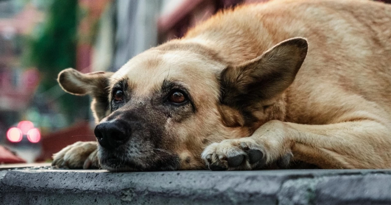 Altındağ’da ne oldu? Ankara- Altındağ’da köpeklerin vahşice öldürüldüğü ortaya çıktı!